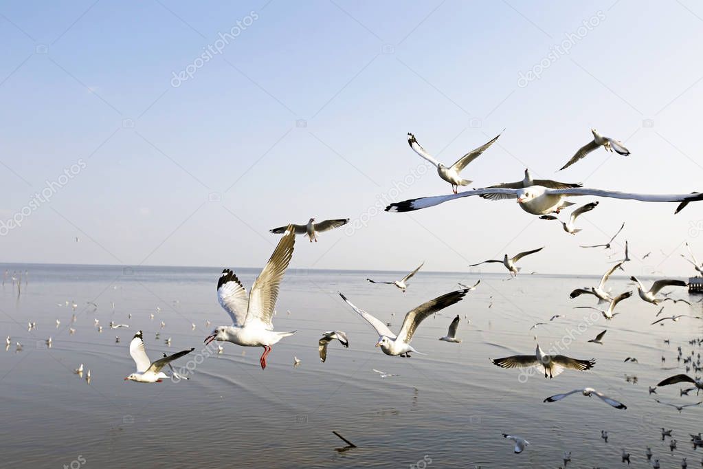 Migratory seagulls flock to the Bang Pu Seaside, Thailand during November and April.