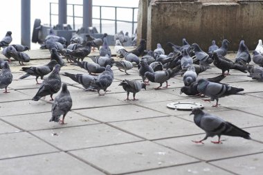 Yerdeki güvercinler dışkı ve kötü koku sorununa neden oluyor.