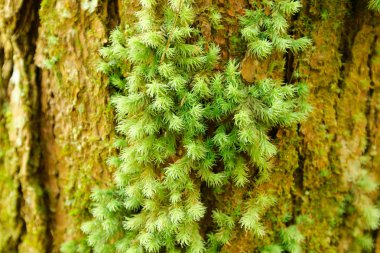 Orman arka planında yeşil yosun