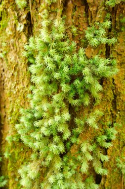 Orman arka planında yeşil yosun