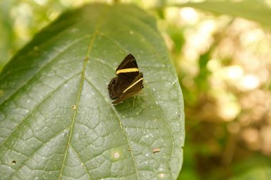 Kral kelebeği bir çiçeğin üzerinde