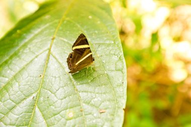Kral kelebeği bir çiçeğin üzerinde