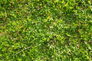 Çayırdan yeşil çimen çalısı