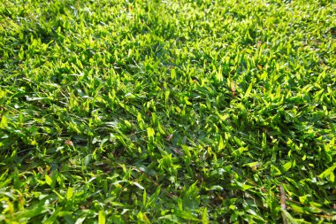 Çayırdan yeşil çimen çalısı