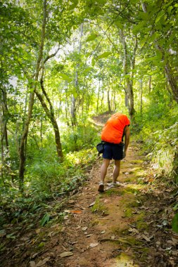Orman yolundaki genç çift nordic walking