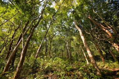 mavi gökyüzü ile renk arkaplan üzerinde eski büyük ağaç