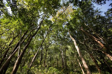 mavi gökyüzü ile renk arkaplan üzerinde eski büyük ağaç