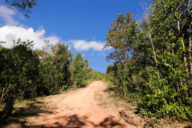mavi gökyüzü ile renk arkaplan üzerinde eski büyük ağaç