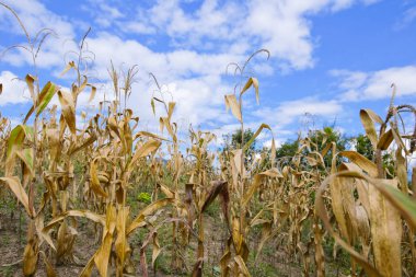 sabah Doi Phu Kha Milli Parkı'Nan, Thailandview en iyi dağ Doi Phu Kha Milli Parkı'nda, Phu biz, yumuşak odak Nan Eyaleti, Tayland, düşük anahtar sis altında dağlarda