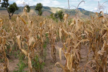 sabah Doi Phu Kha Milli Parkı'Nan, Thailandview en iyi dağ Doi Phu Kha Milli Parkı'nda, Phu biz, yumuşak odak Nan Eyaleti, Tayland, düşük anahtar sis altında dağlarda