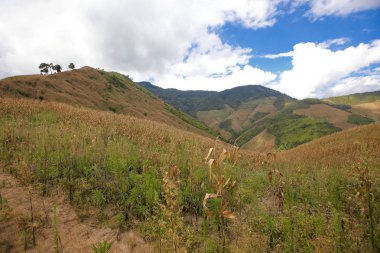 sabah Doi Phu Kha Milli Parkı'Nan, Thailandview en iyi dağ Doi Phu Kha Milli Parkı'nda, Phu biz, yumuşak odak Nan Eyaleti, Tayland, düşük anahtar sis altında dağlarda