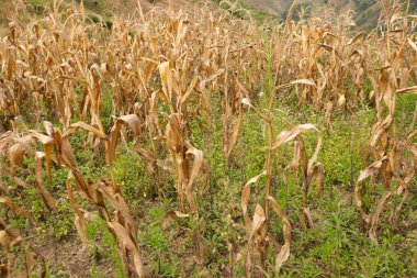 Toplu Mısır taneleri arka plan
