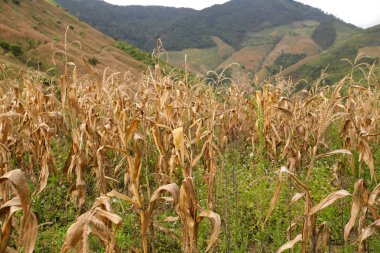 Toplu Mısır taneleri arka plan
