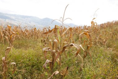 Toplu Mısır taneleri arka plan