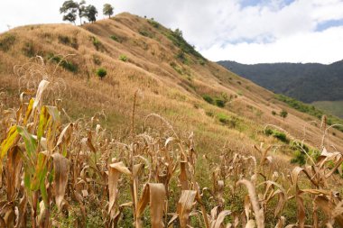 Toplu Mısır taneleri arka plan