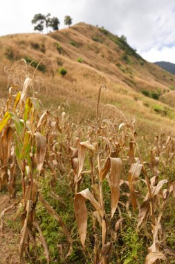 Toplu Mısır taneleri arka plan