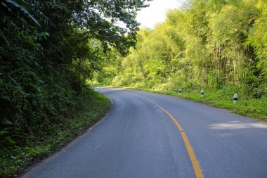Taze yeşil ağacın kıvrımlı yolu