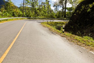 Taze yeşil ağacın kıvrımlı yolu