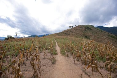 sabah Doi Phu Kha Milli Parkı'Nan, Thailandview en iyi dağ Doi Phu Kha Milli Parkı'nda, Phu biz, yumuşak odak Nan Eyaleti, Tayland, düşük anahtar sis altında dağlarda