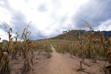 sabah Doi Phu Kha Milli Parkı'Nan, Thailandview en iyi dağ Doi Phu Kha Milli Parkı'nda, Phu biz, yumuşak odak Nan Eyaleti, Tayland, düşük anahtar sis altında dağlarda