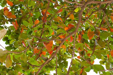 Güneşin altında güzel palmiye yaprakları