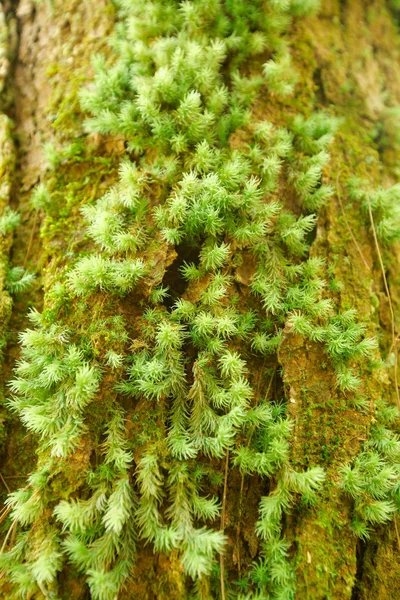 Musgo Verde Fondo Del Bosque — Foto de Stock