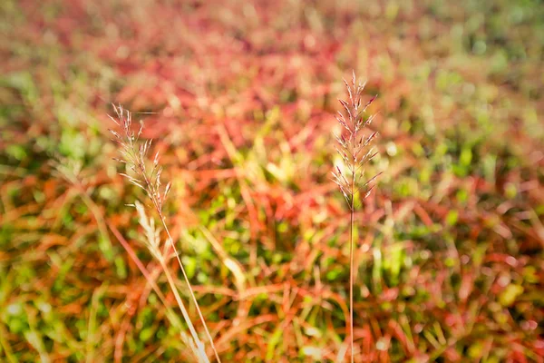 草地からの緑の草のブッシュ — ストック写真