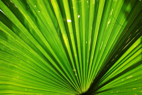 Close up of green palm leave texture