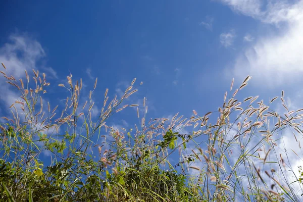 Campo Hierba Durante Puesta Del Sol — Foto de Stock