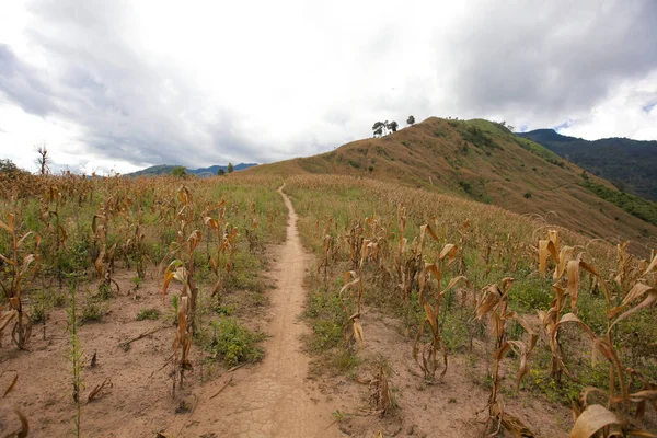 sabah Doi Phu Kha Milli Parkı'Nan, Thailandview en iyi dağ Doi Phu Kha Milli Parkı'nda, Phu biz, yumuşak odak Nan Eyaleti, Tayland, düşük anahtar sis altında dağlarda