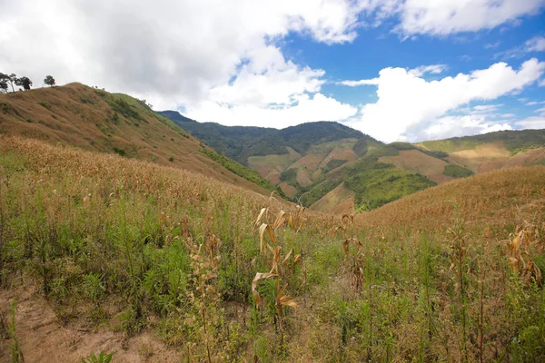 sabah Doi Phu Kha Milli Parkı'Nan, Thailandview en iyi dağ Doi Phu Kha Milli Parkı'nda, Phu biz, yumuşak odak Nan Eyaleti, Tayland, düşük anahtar sis altında dağlarda
