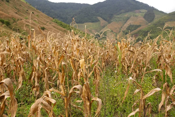 Toplu Mısır taneleri arka plan