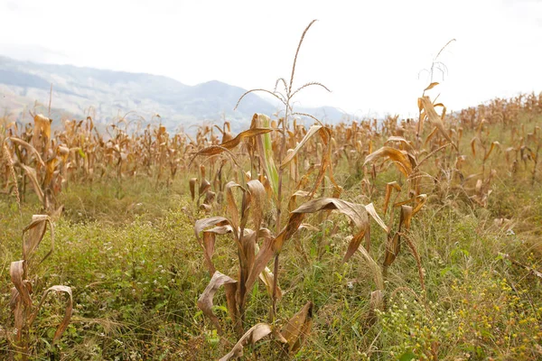 Toplu Mısır taneleri arka plan