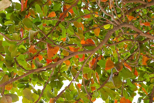 Belles Feuilles Palmier Arbre Soleil — Photo