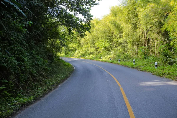 Taze yeşil ağacın kıvrımlı yolu