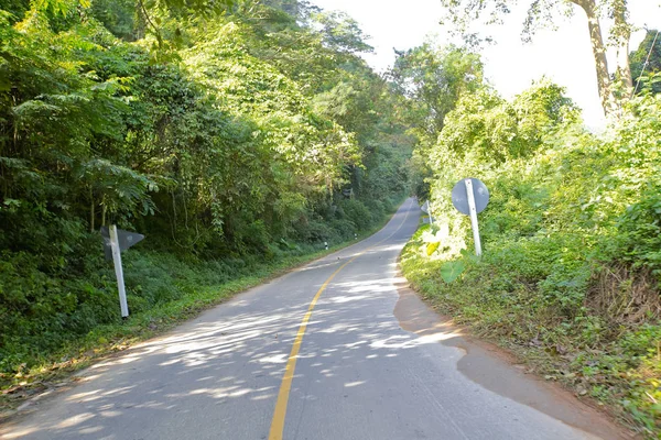 Taze yeşil ağacın kıvrımlı yolu