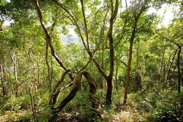 Florestas Natureza Verde Madeira Fundos Luz Solar — Fotografia de Stock