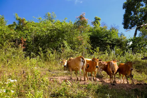 Las Vacas Son Pastadas Prado Verano Las Montañas —  Fotos de Stock