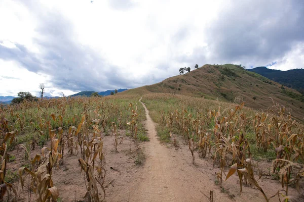 sabah Doi Phu Kha Milli Parkı'Nan, Thailandview en iyi dağ Doi Phu Kha Milli Parkı'nda, Phu biz, yumuşak odak Nan Eyaleti, Tayland, düşük anahtar sis altında dağlarda
