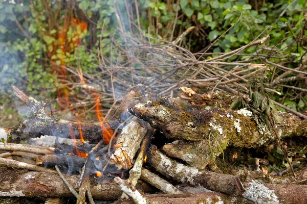 Feu Joie Dans Forêt — Photo