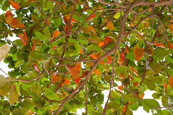 Güneşin altında güzel palmiye yaprakları