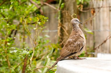 Yakalı güvercin, bir dal üzerinde (Streptopelia decaocto)