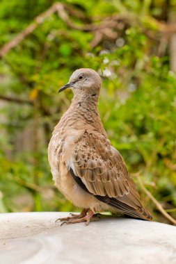 Yakalı güvercin, bir dal üzerinde (Streptopelia decaocto)
