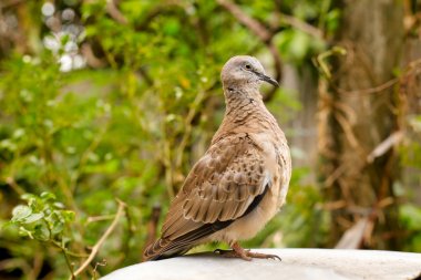 Yakalı güvercin, bir dal üzerinde (Streptopelia decaocto)