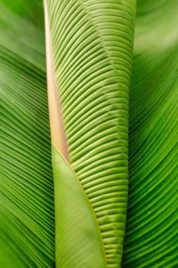 Muz yaprağı ve yağmur damlası