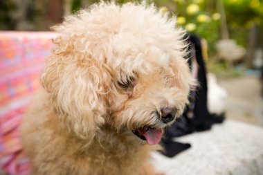 Dışarıya bakan şirin küçük köpek. 