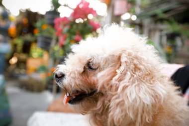 Dışarıya bakan şirin küçük köpek. 