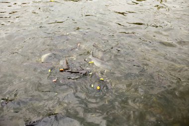 Nehirdeki Pangasius balık