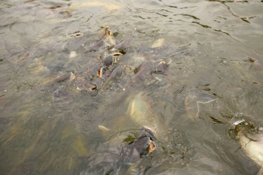 Nehirdeki Pangasius balık