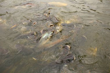 Nehirdeki Pangasius balık